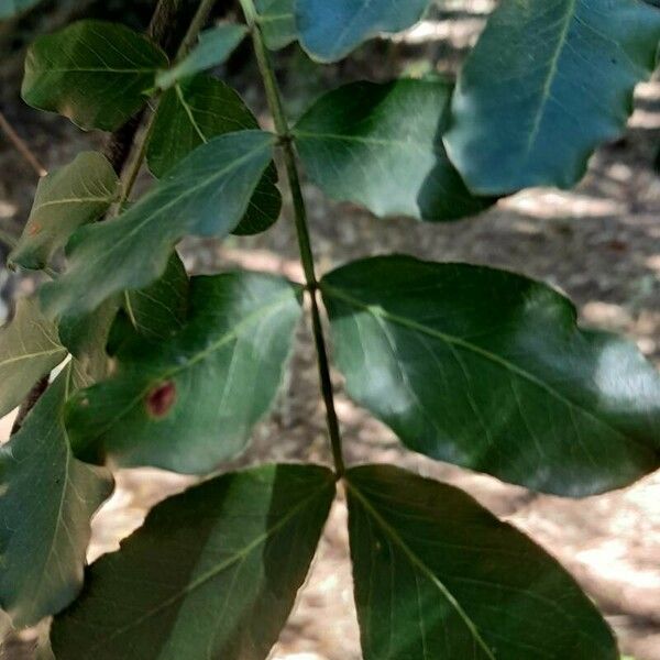 Schotia brachypetala Leaf