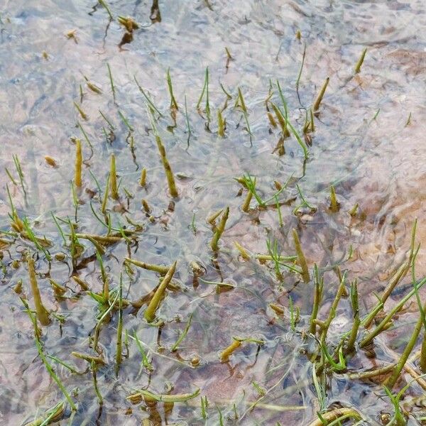 Littorella uniflora Hostoa