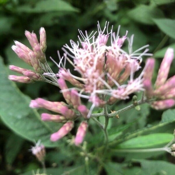 Eupatorium cannabinum Fiore