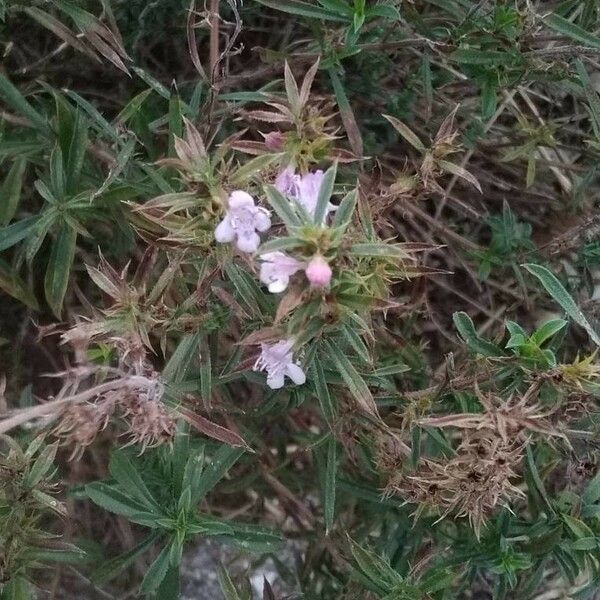 Satureja hortensis फूल