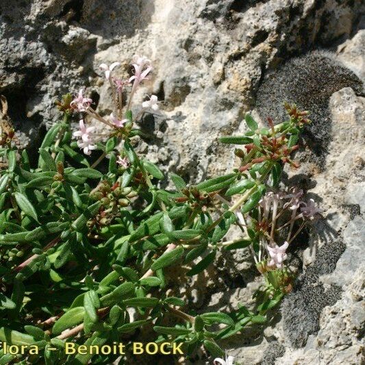 Plocama calabrica Habit