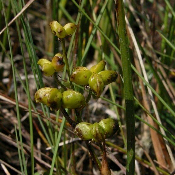 Scheuchzeria palustris Fruto