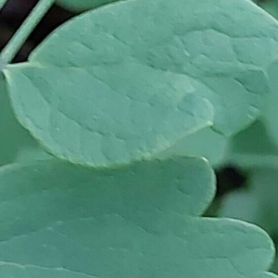 Thalictrum dioicum Foglia