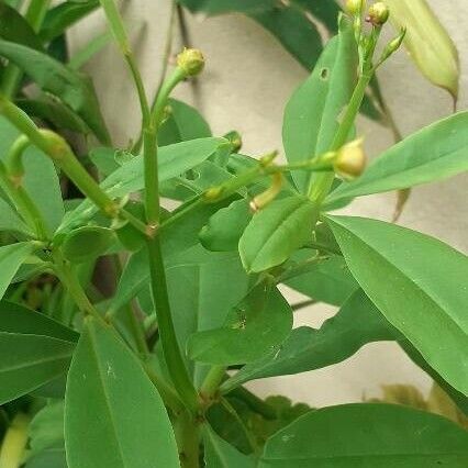 Talinum paniculatum Leaf