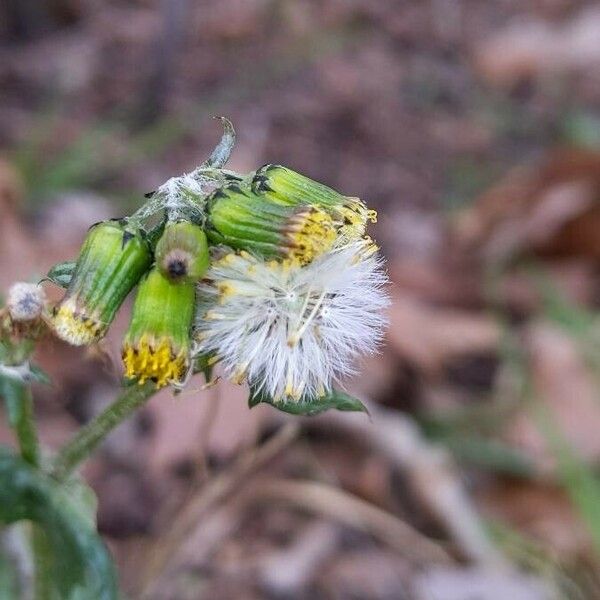 Senecio vulgaris 果實