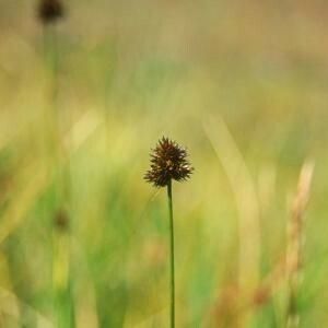 Carex microptera Fruit