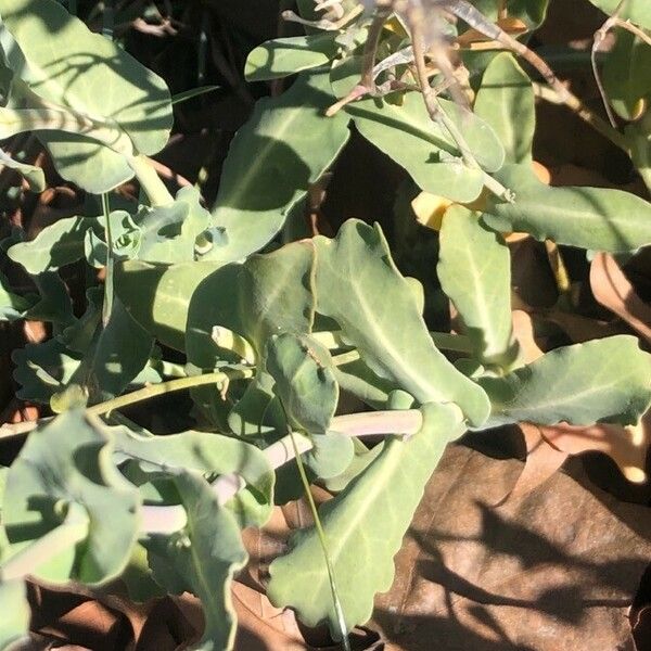 Moricandia arvensis Leaf