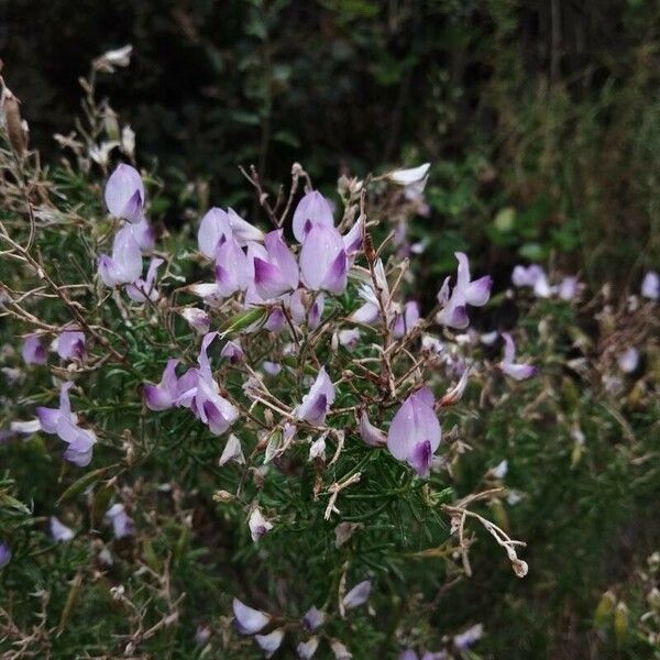 Ononis tridentata Flors