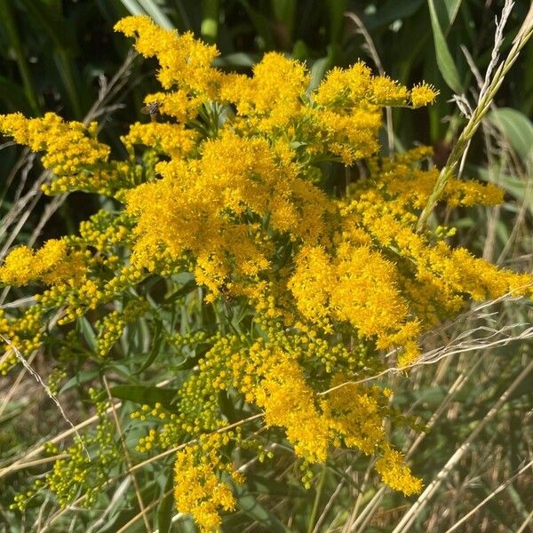 Solidago gigantea 花