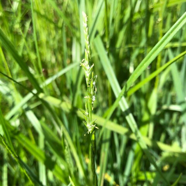 Glyceria fluitans Flower