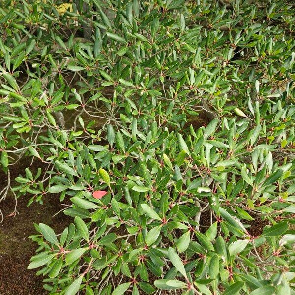 Ternstroemia gymnanthera Leaf