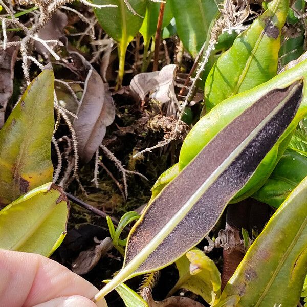 Elaphoglossum macropodium Fulla