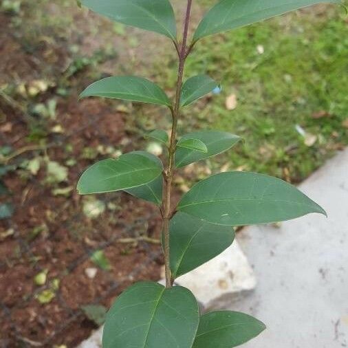 Ligustrum vulgare Foglia