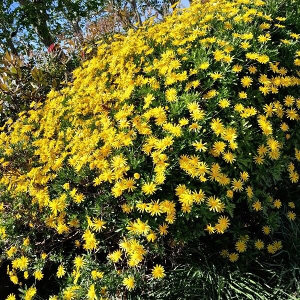 Euryops chrysanthemoides Hábito