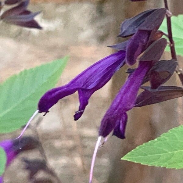 Salvia guaranitica Flor