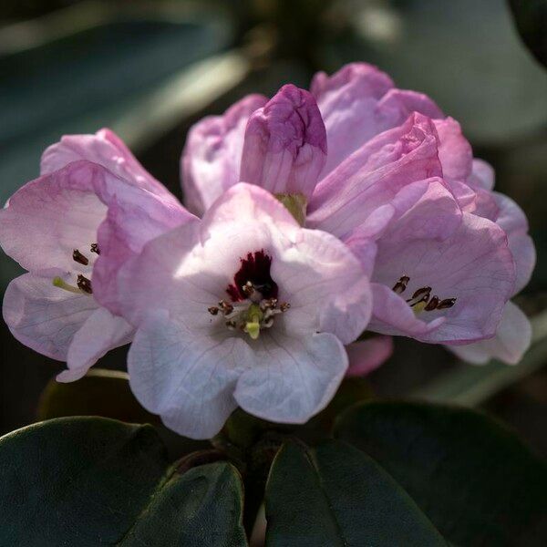 Rhododendron campanulatum Цвят