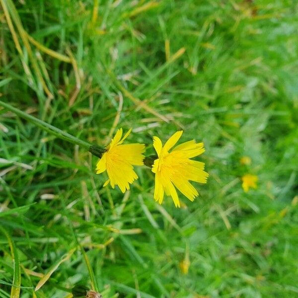 Scorzoneroides autumnalis Flor