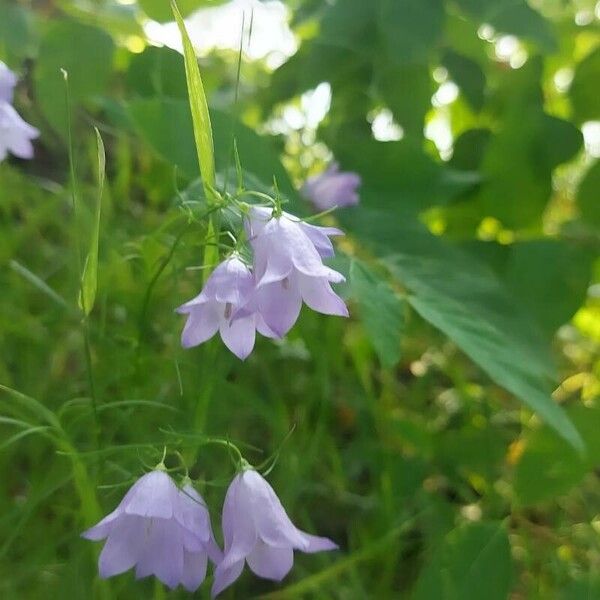 Campanula rotundifolia പുഷ്പം