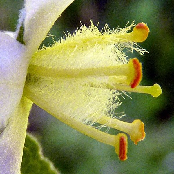 Verbascum × thapsi Floro