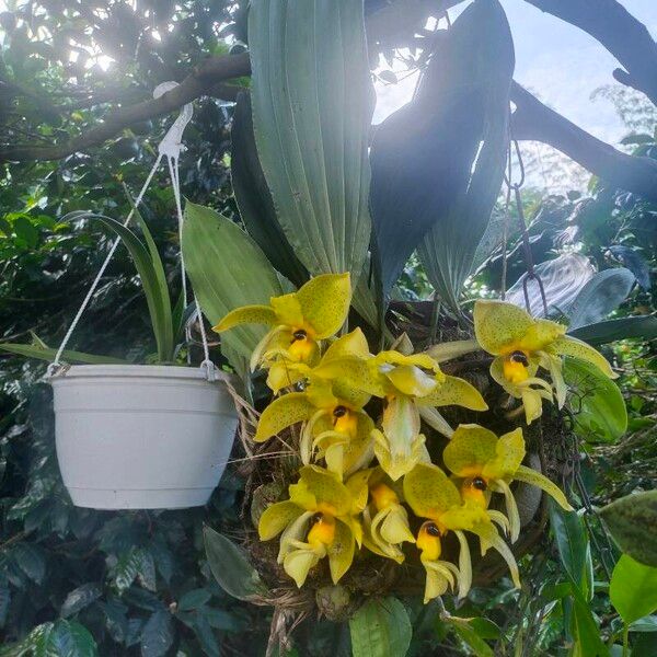 Stanhopea wardii ᱵᱟᱦᱟ