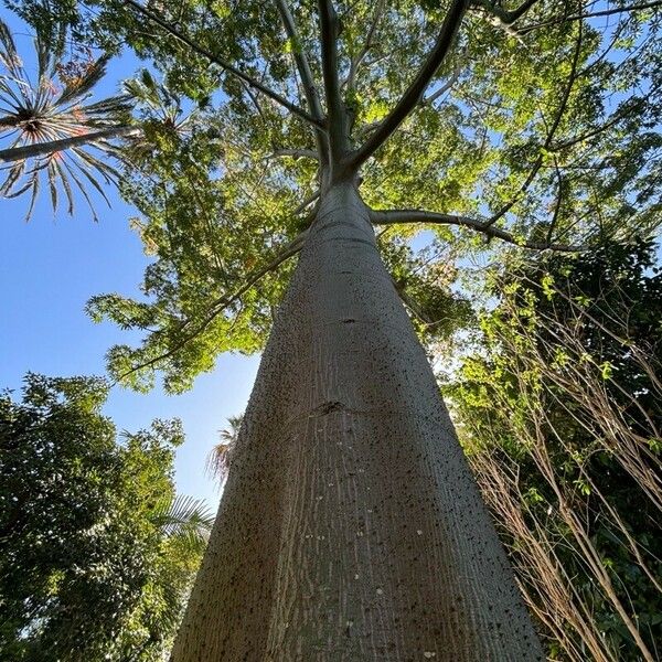 Ceiba pentandra ᱪᱷᱟᱹᱞᱤ