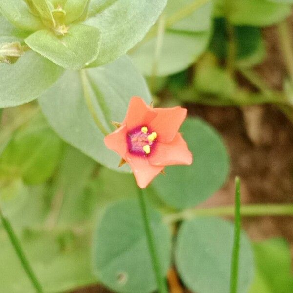 Lysimachia arvensis Кветка