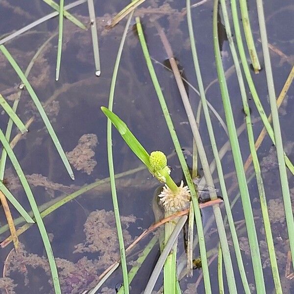 Sparganium angustifolium Квітка