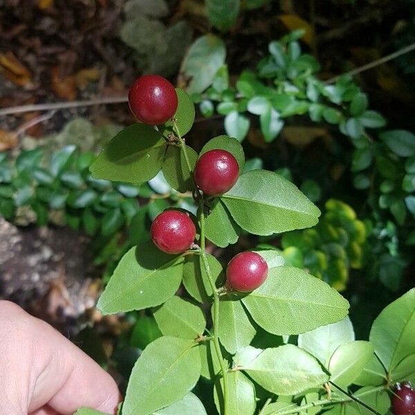 Triphasia trifolia Frucht