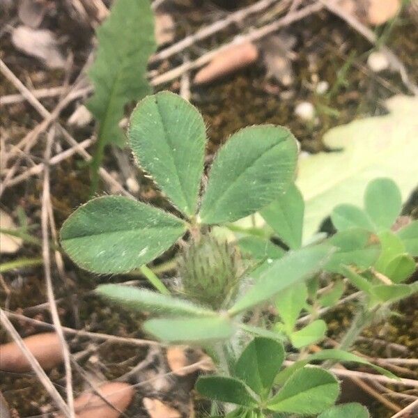 Trifolium hirtum Leaf