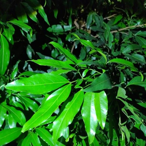 Zygia longifolia ᱥᱟᱠᱟᱢ