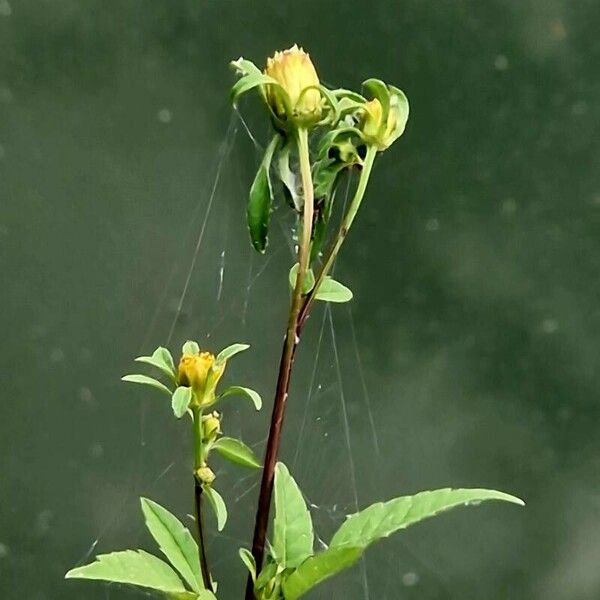 Bidens frondosa Fiore