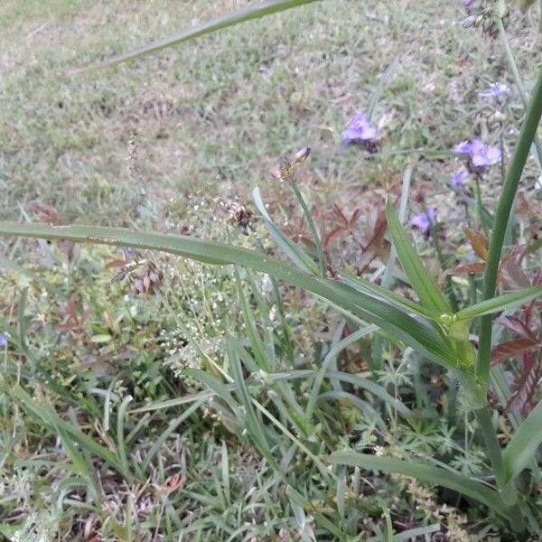 Tradescantia ohiensis Лист