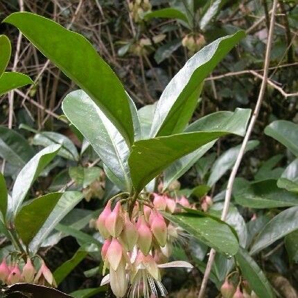 Crossostylis grandiflora Cvet