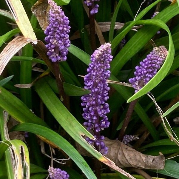 Liriope muscari Flower