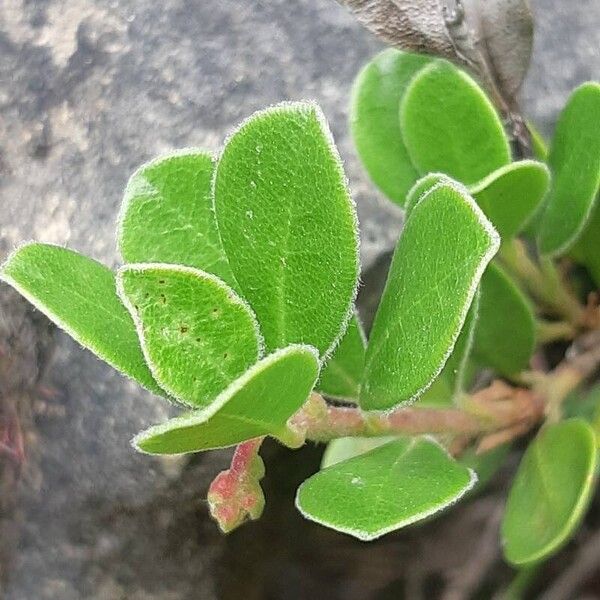 Arctostaphylos uva-ursi Blad