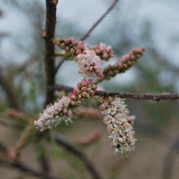 Tamarix africana Fiore