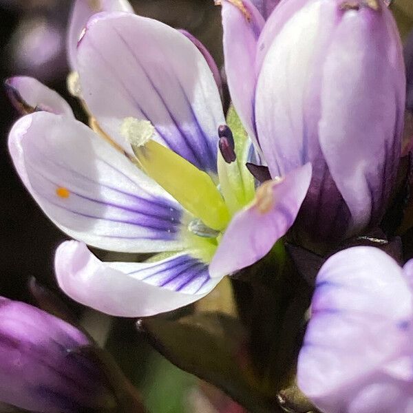 Gentianella corymbosa Flor