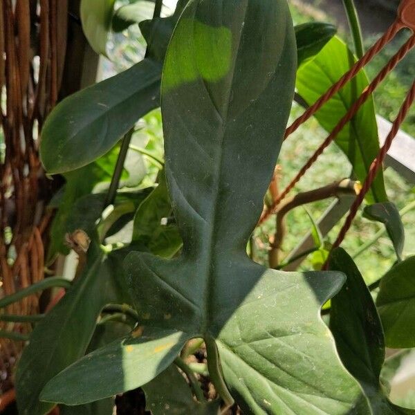 Philodendron bipennifolium Fuelha