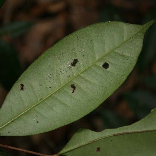 Myrcia decorticans Leaf