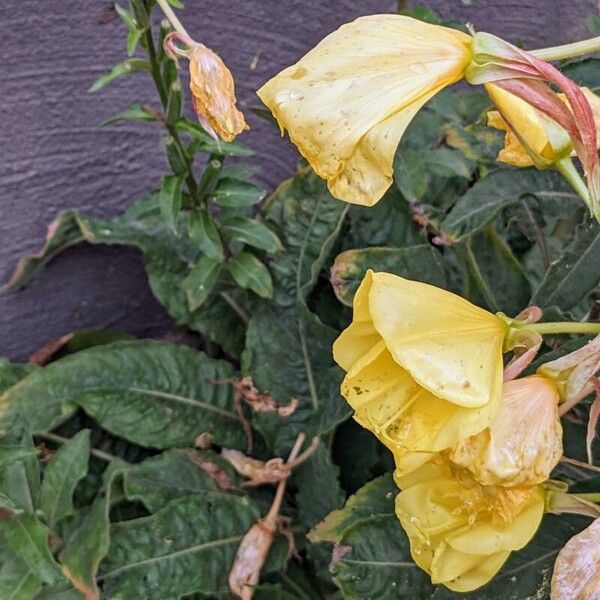 Oenothera glazioviana Folla