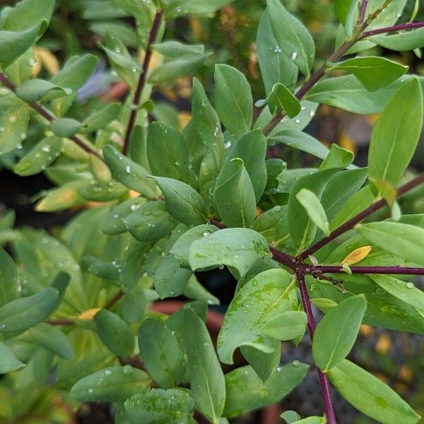 Polygala myrtifolia পাতা