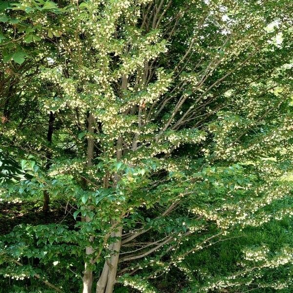 Styrax japonicus Habit