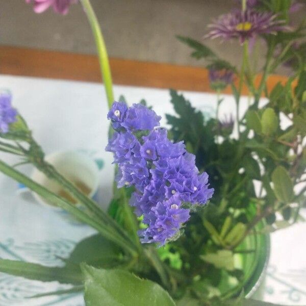 Limonium sinuatum Blüte