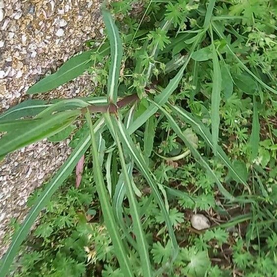 Lactuca saligna Лист