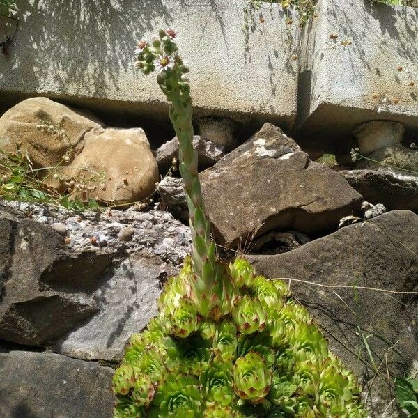 Sempervivum tectorum Hábito