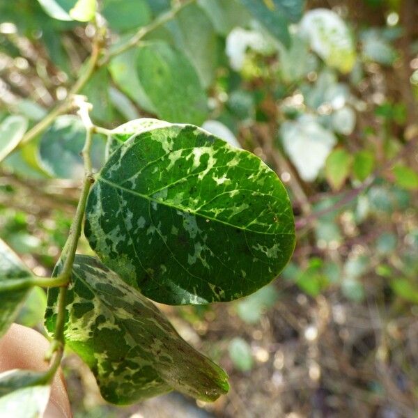 Breynia disticha Leaf