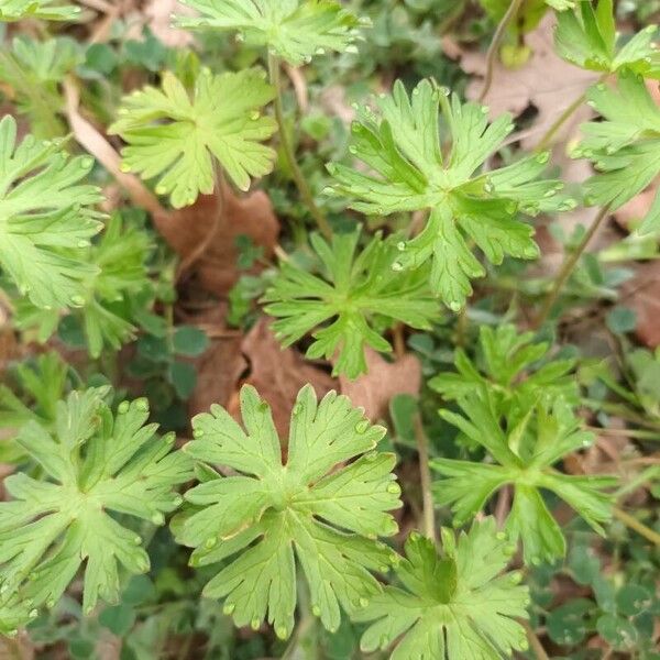 Geranium carolinianum Leaf