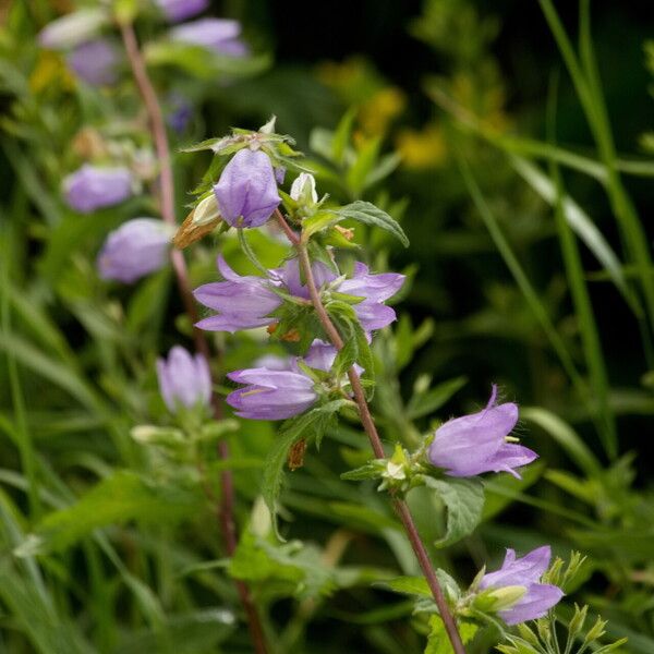 Campanula trachelium Цвят