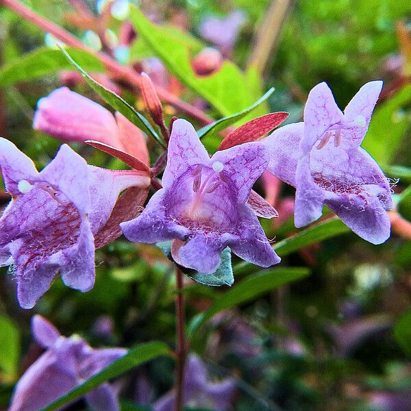 Abelia chinensis Virág