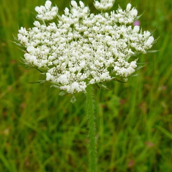 Chaerophyllum hirsutum പുഷ്പം